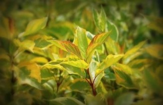 Afbeelding Witte Kornoelje 'Gouchaultii', vakbeplanting - Cornus alba 'Gouchaultii'