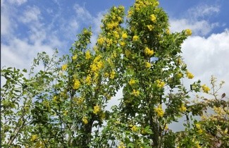 Afbeelding Goudenregen 'Yellow Rocket' - Laburnum anagyroides 'Yellow Rocket'