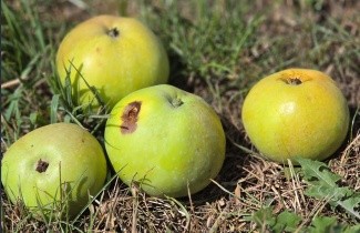 Afbeelding Appel 'Dubbele Zoete Aagt' - Malus domestica 'Dubbele Zoete Aagt'