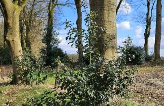 Afbeelding Scherpe Hulst - Ilex aquifolium