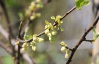 Afbeelding Sneeuwklokjesboom 'Wedding Bells' - Halesia carolina 'Wedding Bells'