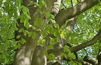 Afbeelding Gewone Beuk, Groene Beuk - Fagus sylvatica