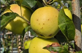 Afbeelding Appel 'Golden Delicious' - Malus domestica 'Golden Delicious'