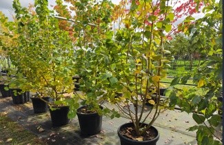 Afbeelding Winterlinde 'Winter Orange' - Tilia cordata 'Winter Orange'