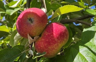 Afbeelding Appel 'Ingrid Marie' - Malus domestica 'Ingrid Marie'