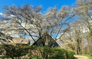 Afbeelding Krentenboompje - Amelanchier lamarckii