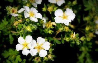 Afbeelding Ganzerik 'Abbotswood' - vakbeplanting - Potentilla fruticosa 'Abbotswood'