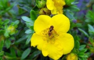 Afbeelding Ganzerik 'Goldfinger' -vakbeplanting - Potentilla fruticosa 'Goldfinger'