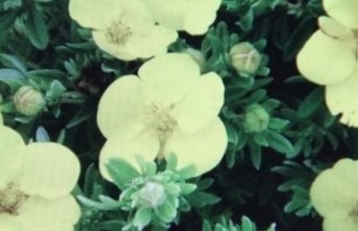 Afbeelding Ganzerik 'Kobold' - vakbeplanting - Potentilla fruticosa 'Kobold'
