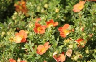 Afbeelding Ganzerik 'Red Ace' - vakbeplanting - Potentilla fruticosa 'Red Ace'