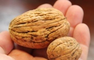 Afbeelding Walnoot 'Broadview' - Juglans regia 'Broadview'