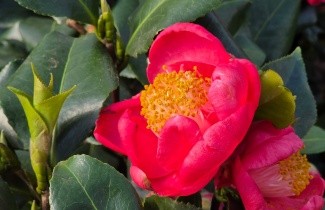 Afbeelding Camellia 'Dr. King' - Camellia japonica 'Dr. King'
