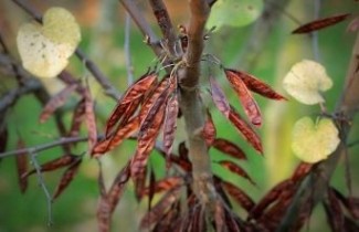 Afbeelding Amerikaanse judasboom - Cercis canadensis