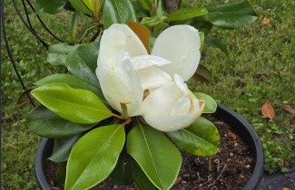 Afbeelding Magnolia 'Galissonniére' - Magnolia Grandiflora 'Galissonniére'