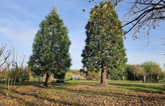 Afbeelding Mammoetboom - Sequoiadendron giganteum