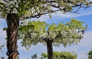 Afbeelding Witte regen - Wisteria brachybotrys 'Shiro Kapitan'
