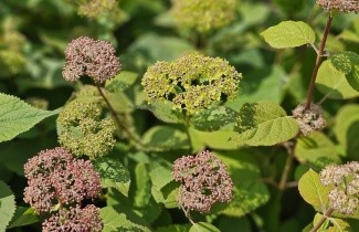 Afbeelding Hortensia 'Invincibelle' (Pink Annabelle) - Hydrangea arb. 'Invincibelle' (Pink Annabelle)