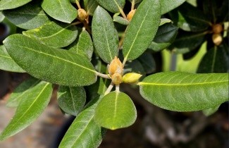 Afbeelding Rododendron 'Lampion' - Rhododendron yakushimanum 'Lampion'