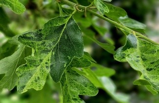 Afbeelding Marmeren moseik - Quercus cerris 'Marmor Star'