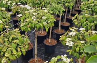 Afbeelding Sneeuwbal 'Watanabe' - Viburnum plicatum 'Watanabe'