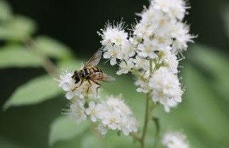 Afbeelding Lijsterbesspirea - Sorbaria sorbifolia