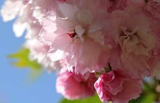 Afbeelding Japanse sierkers 'Pink Perfection' - Prunus serrulata 'Pink Perfection'