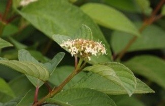Afbeelding Witte Kornoelje - Cornus alba