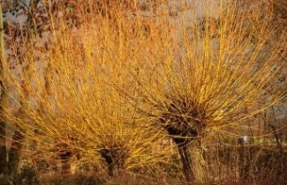Afbeelding Schietwilg, knotwilg - Salix alba 'Chermesina'