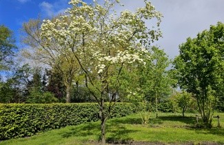 Afbeelding Kornoelje 'Eddie's White Wonder' - Cornus 'Eddie's White Wonder'