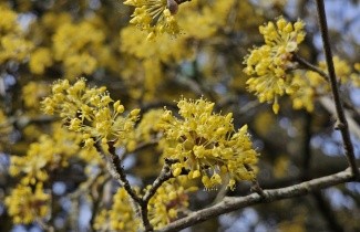 Afbeelding Gele Kornoelje - Cornus mas