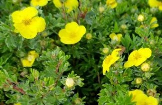 Afbeelding Ganzerik 'Kobold' - Potentilla fruticosa 'Kobold'