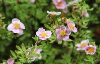 Afbeelding Ganzerik 'Pink Queen' - Potentilla fruticosa 'Pink Queen'