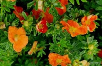 Afbeelding Ganzerik 'Red Ace' - Potentilla fruticosa 'Red Ace'