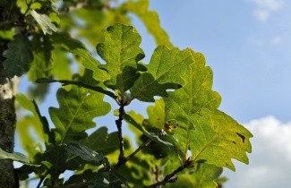 Afbeelding Wintereik - Quercus petraea