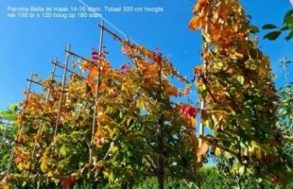 Afbeelding Perzisch IJzerhout - Parrotia persica 'Bella'