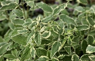 Afbeelding Baardbloem - Caryopteris clandonensis 'White Surprise'