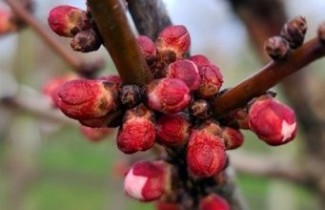 Afbeelding Abrikoos 'Tros Oranje'  - Prunus armeniaca 'Tros Oranje'