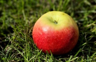 Ondersteunende afbeelding voor categorie Fruitbomen