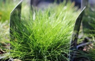 Afbeelding Zwenkgras gautieri - Festuca gautieri