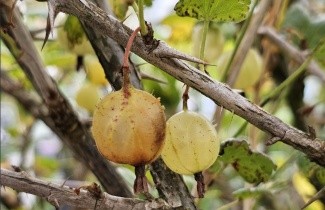 Afbeelding Groene kruisbes - Ribes uva-crispa 'Hinnonmaki Grön'