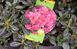 Afbeelding Japanse azalea  'Melina' - Rhododendron aj  'Melina'