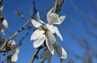 Afbeelding Magnolia 'Wada's Memory' - Magnolia 'Wada's Memory'