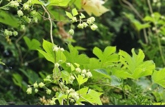 Afbeelding Hop - Humulus lupulus