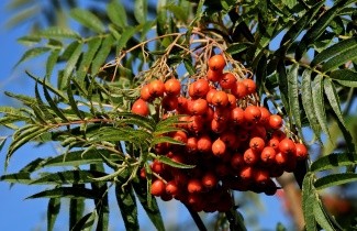 Afbeelding Lijsterbes 'Dodong' - Sorbus 'Dodong'
