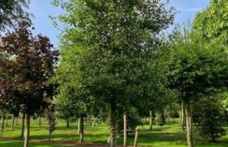 Afbeelding Ratelpopulier - Populus tremula