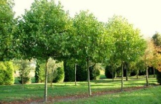 Afbeelding Plataan - Platanus x hispanica 'Alphen's Globe'