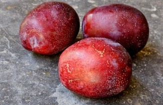 Afbeelding Pruim 'Jubileum'  - Prunus domestica 'Jubileum'