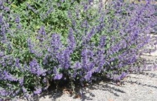 Afbeelding Kattenkruid 'Senior' - Nepeta 'Senior'