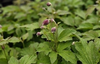 Afbeelding Herfstanemoon - Anemone hupeh. 'September Charm'