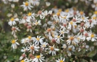 Afbeelding Sneeuwsteraster - Aster divaricatus
